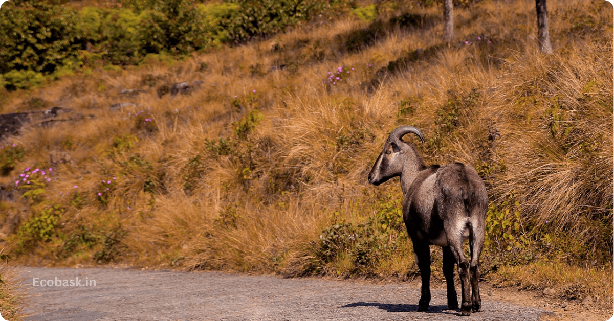 Best Places to Visit in Munnar In 2 Days