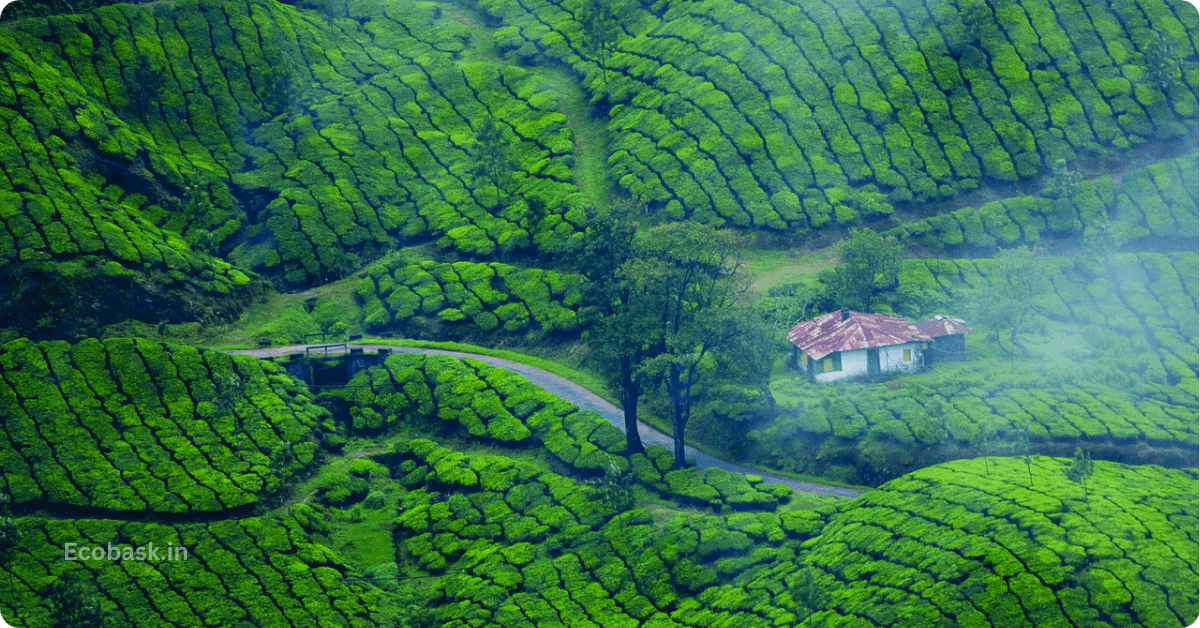 Best Places to Visit in Munnar In 2 Days